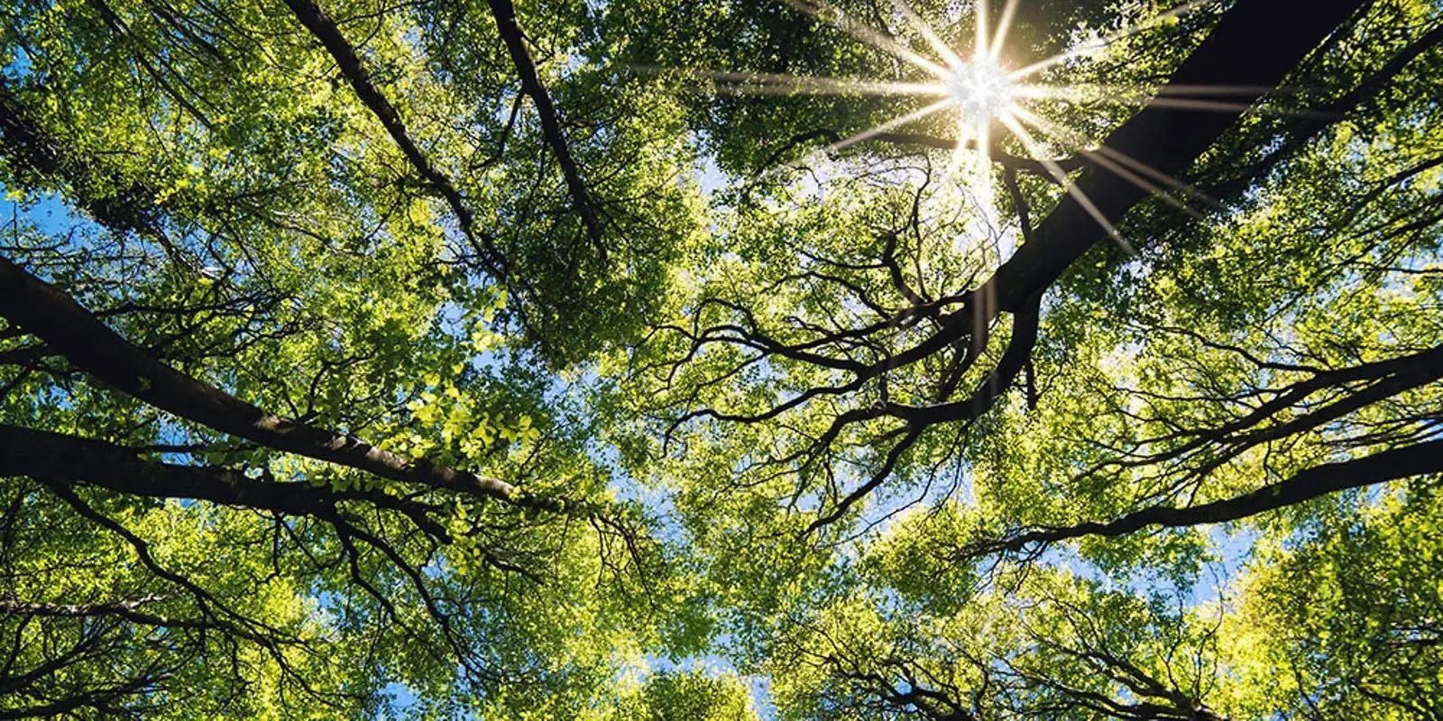 Sustainability At John Deere Forestry John Deere Ie